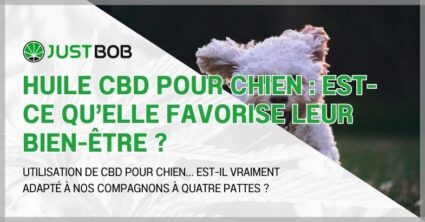 Huile CBD pour chien : est-ce qu'elle favorise leur bien-être ?