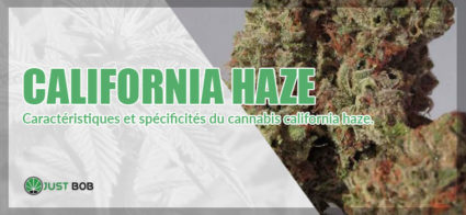 cannabis california haze de la baie