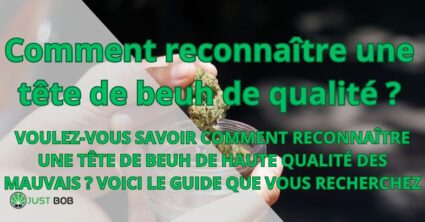 Comment reconnaître une tête de beuh de qualité ?