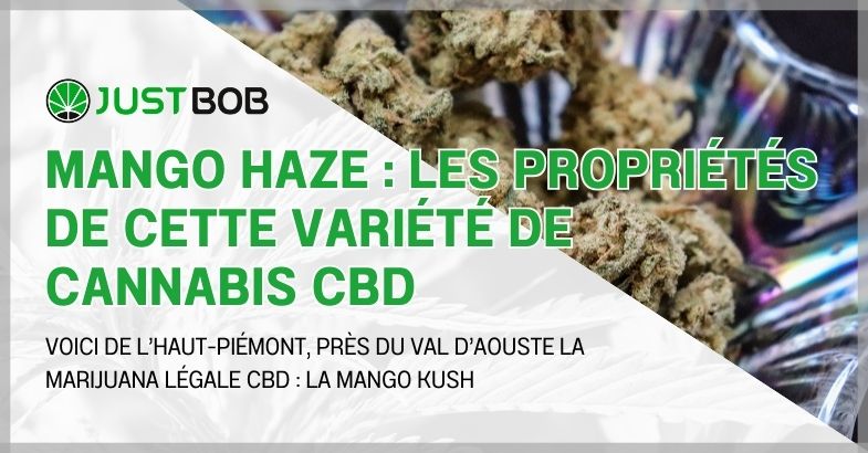 Mango Haze : les propriétés de cette variété de cannabis CBD