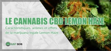 cannabis CBD Lemon Haze Caractéristiques