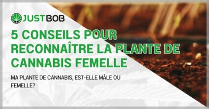 5 conseils pour reconnaître la plante de cannabis femelle