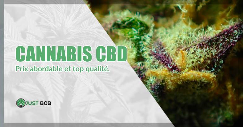 Cannabis CBD: Prix Abordable Et Top Qualité