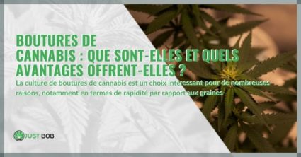 Boutures de cannabis