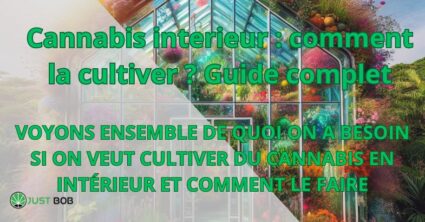 Cannabis interieur : comment la cultiver