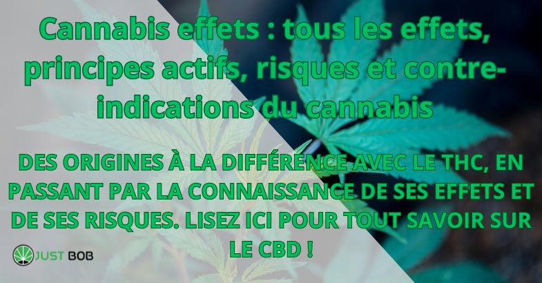 effets, principes actifs, risques et contre-indications du cannabis