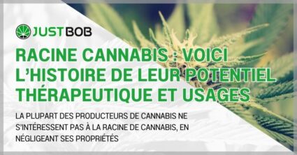 Racine cannabis : potentiel thérapeutique et usages