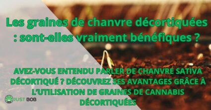 Les graines de chanvre décortiquées