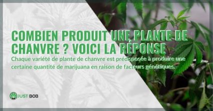 Quel est le rendement d'une plante de chanvre ?