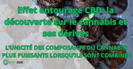 Effet entourage CBD