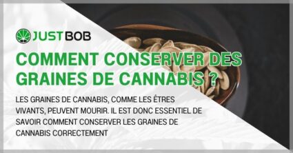 Comment conserver des graines de cannabis ?