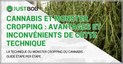 Cannabis et monster cropping : avantages et inconvénients