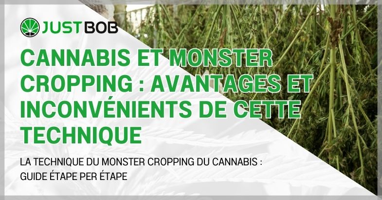 Cannabis et monster cropping : avantages et inconvénients
