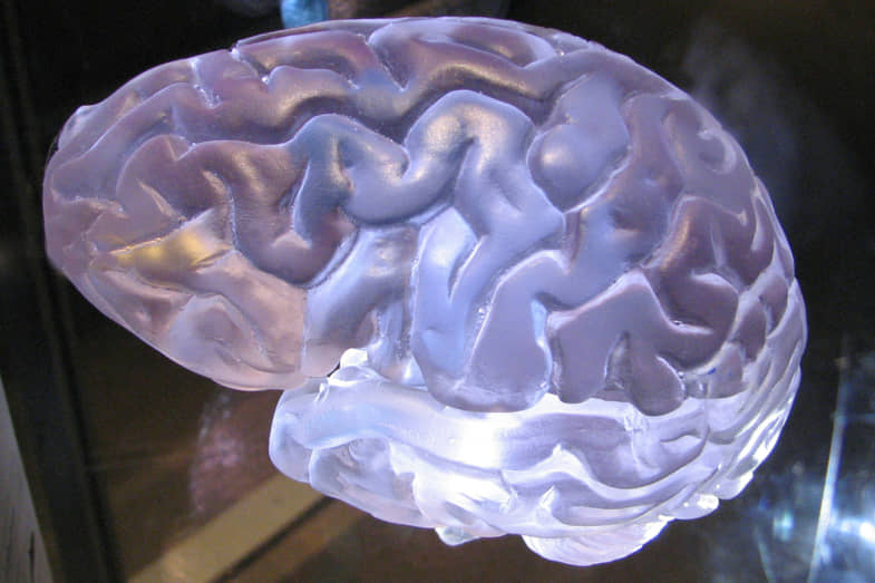 Le cerveau humain | Justbob