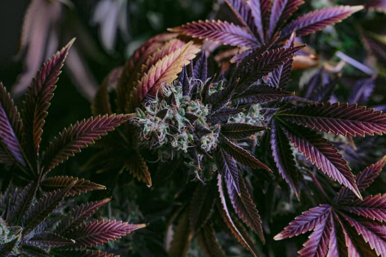 Fleur de marijuana couleur mouche | Justbob