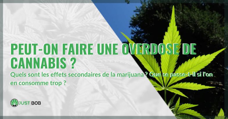 Peut-on faire une overdose de cannabis ? | Justbob