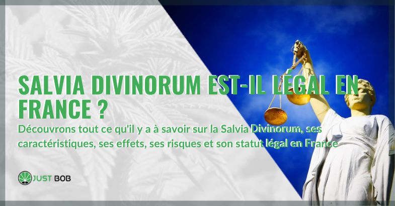 Salvia Divinorum est-il legal en France ? | Justbob