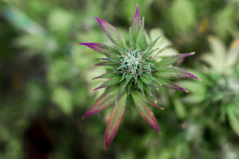 fleur de la plante de cannabis | just bob