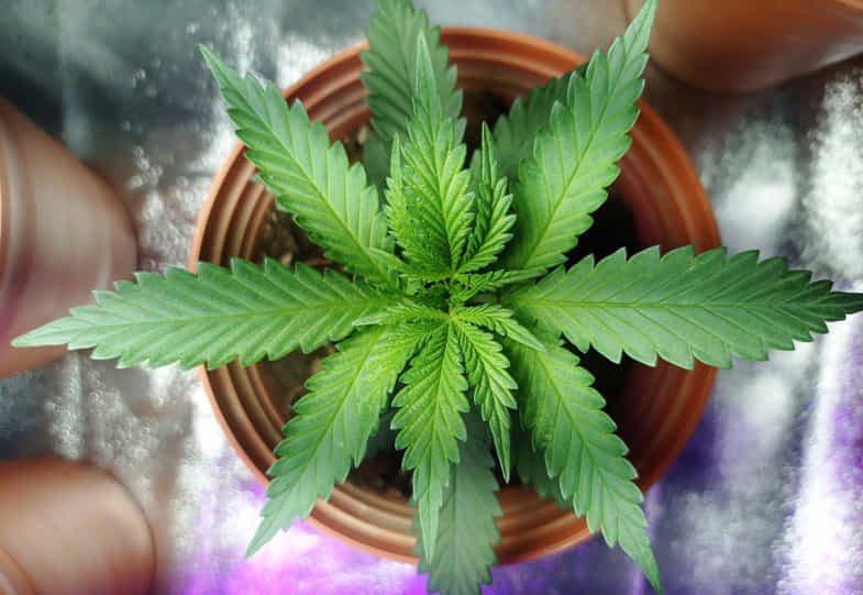 plante de cannabis | just bob