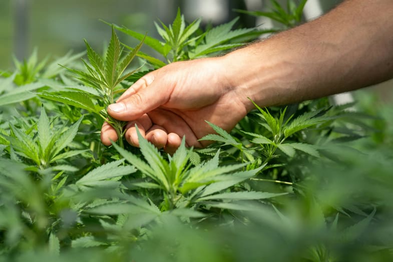 une main touche un plant de marijuana dans une serre avec de nombreuses plantes | Justbob