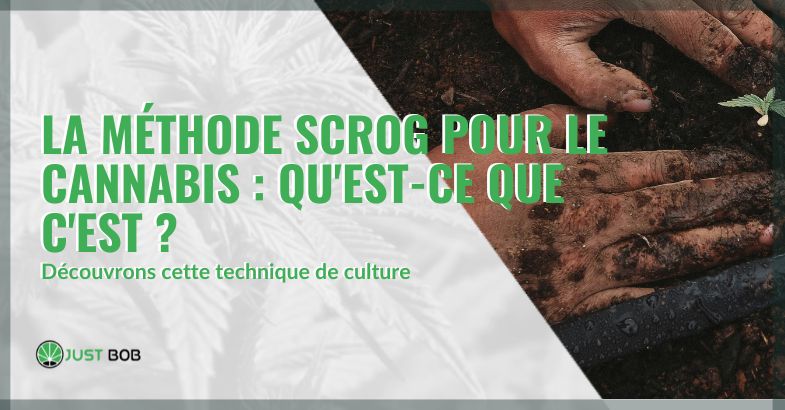 La méthode ScrOG pour le cannabis qu'est-ce que c'est | just bob