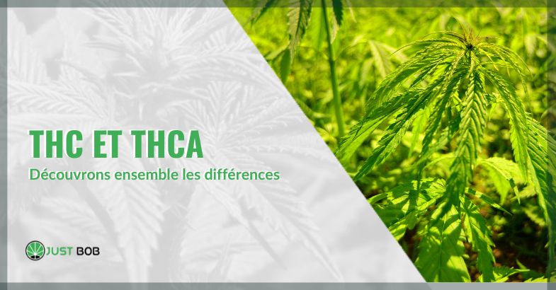 Quelles sont les différences entre le THC et le THCA | just bob