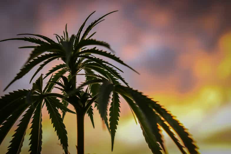 feuille de cannabis sur fond de coucher de soleil | just bob