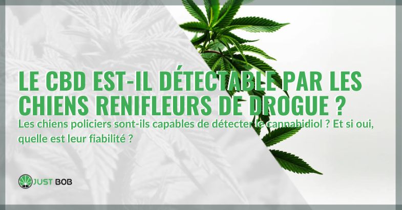 Le CBD est-il détectable par les chiens renifleurs de drogue ? | Justbob