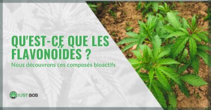 Que'est ce que les flavoinoides | just bob