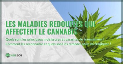 Les maladies redoutées qui affectent le cannabis | Justbob