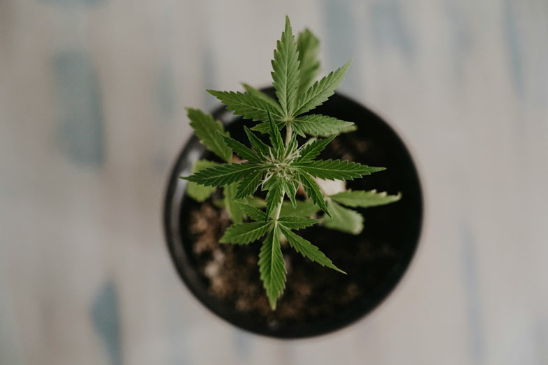 un plant de cannabis dans un petit pot | Justbob