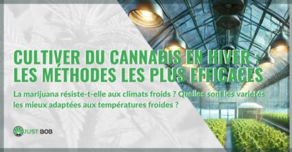 Cultiver du cannabis en hiver : les méthodes les plus efficaces et les variétés les plus résistantes | Justbob