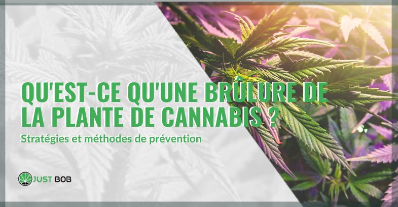 Qu'est-ce qu'une brûlure de la plante de cannabis ? | Just bob