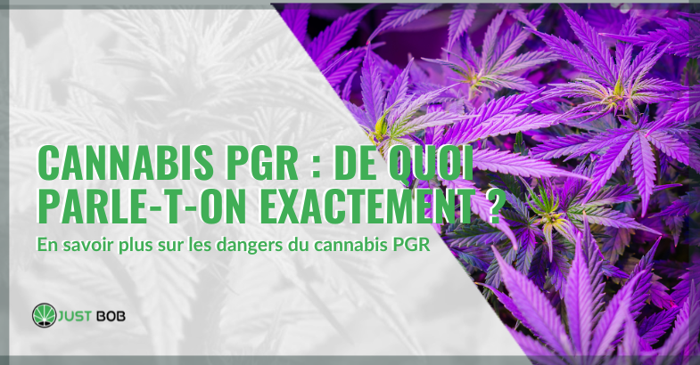 En savoir plus sur les dangers du cannabis PGR | Just bob