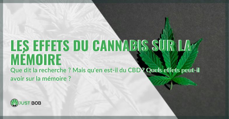 Les effets du cannabis sur la mémoire : que dit la recherche ? | Justbob