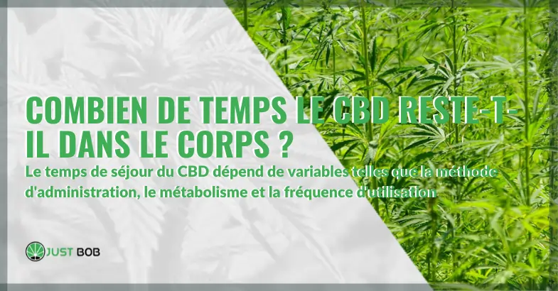 Combien de temps le CBD reste-t-il dans le corps ? | Justbob