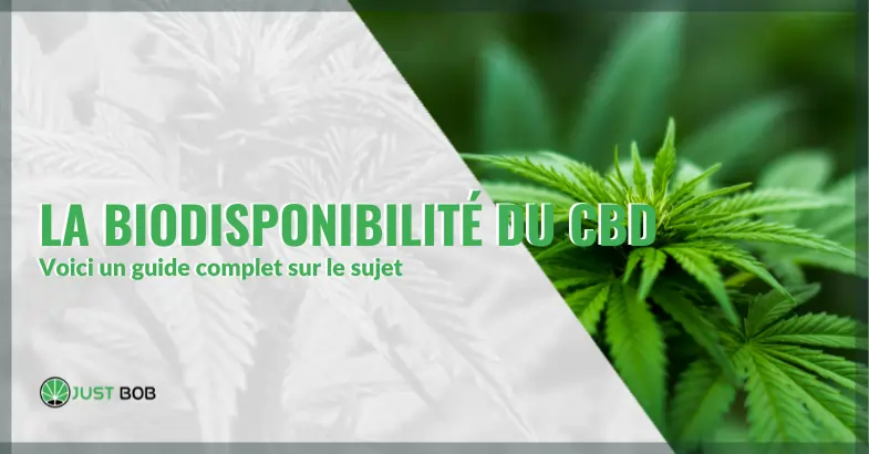 Comprendre la biodisponibilité du CBD : un guide complet | Justbob