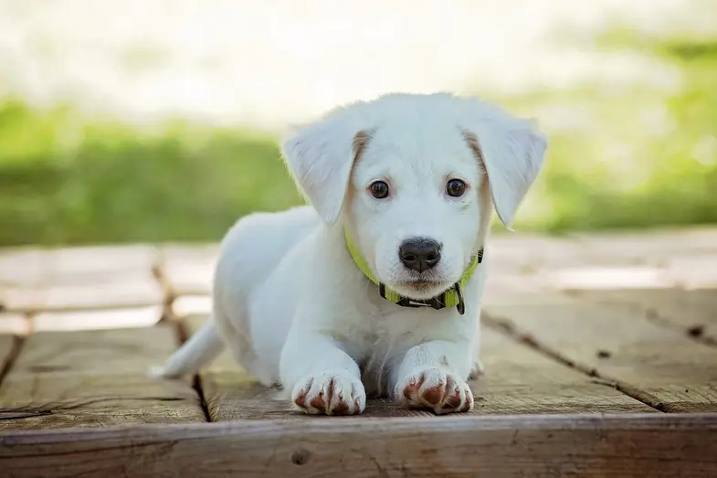 Chien blanc | Justbob