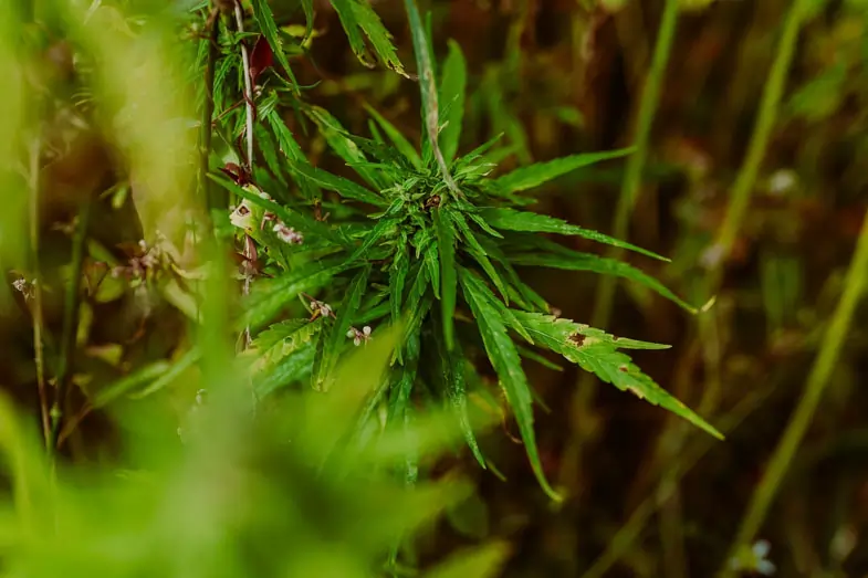 Un jeune plant de cannabis vert au premier plan | Justbob