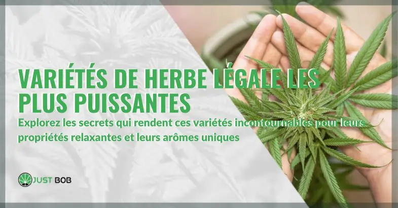 Le Guide Ultime des Variétés de Herbe Légale les Plus Puissantes | Justbob